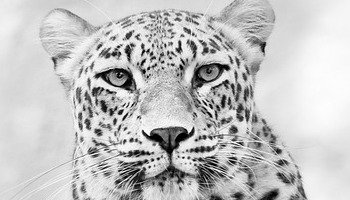 Energie update Witte Tovenaar levenspad 21 juli - 2 augustus 2024: Een nieuw zonnejaar